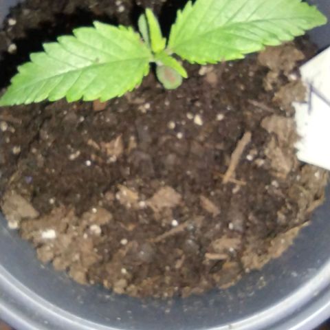 Runtz growlog timeline photo