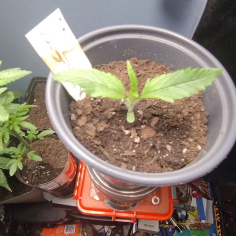 Runtz growlog timeline photo