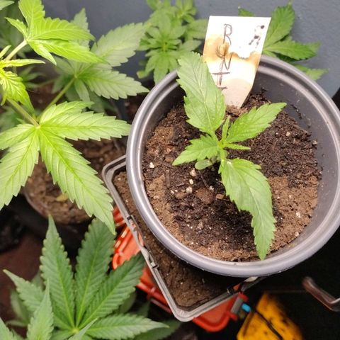 Runtz growlog timeline photo