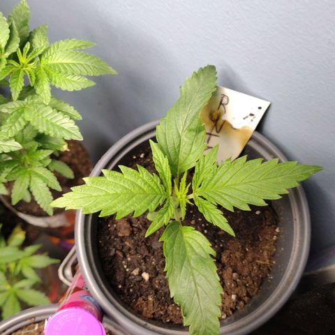 Runtz growlog timeline photo