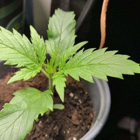 Runtz growlog timeline photo