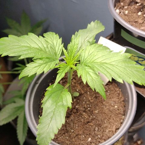 Runtz growlog timeline photo