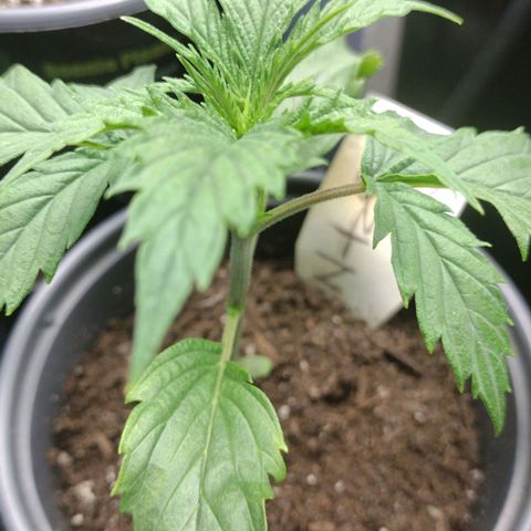 Runtz growlog timeline photo