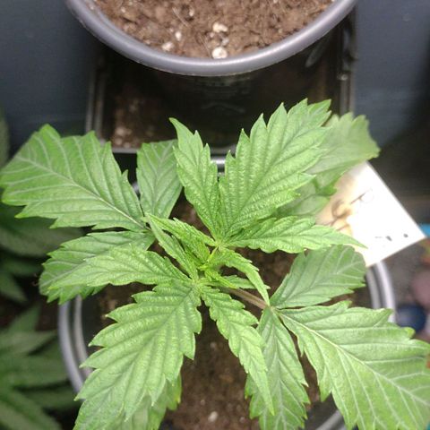 Runtz growlog timeline photo