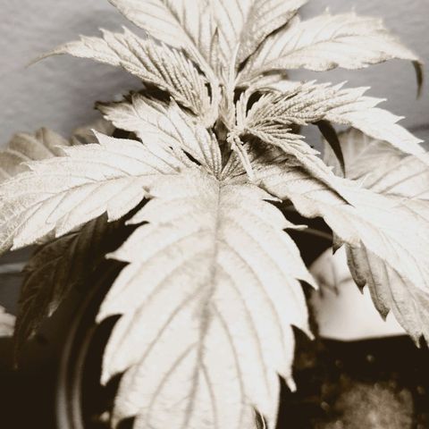 Runtz growlog timeline photo