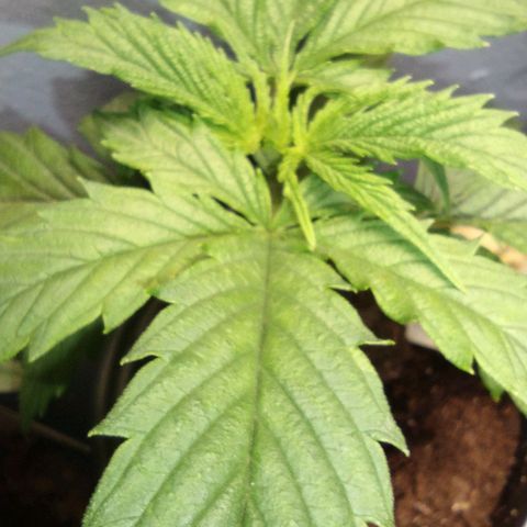 Runtz growlog timeline photo