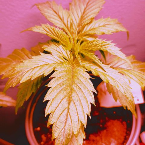 Runtz growlog timeline photo