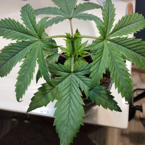 Runtz growlog timeline photo