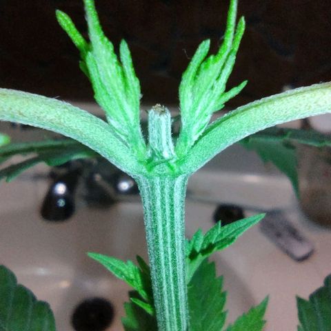 Runtz growlog timeline photo