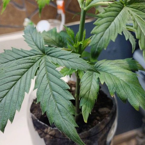 Runtz growlog timeline photo
