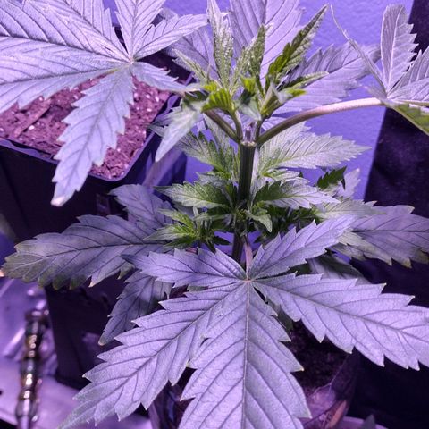 Runtz growlog timeline photo