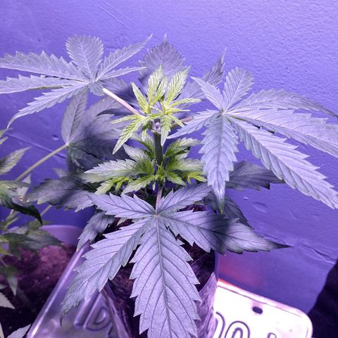Runtz growlog timeline photo