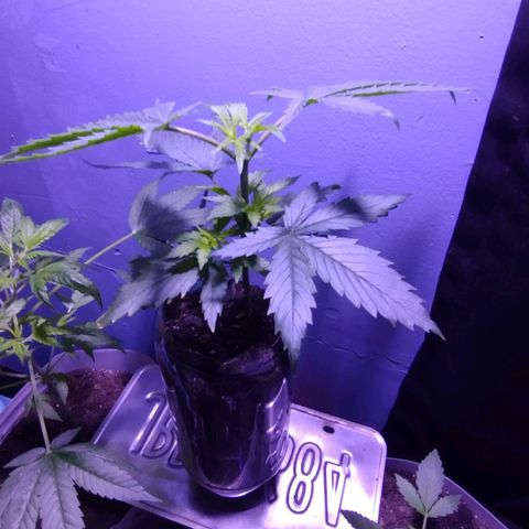 Runtz growlog timeline photo