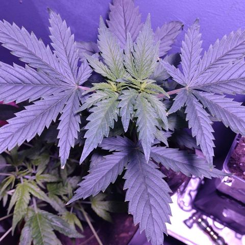 Runtz growlog timeline photo
