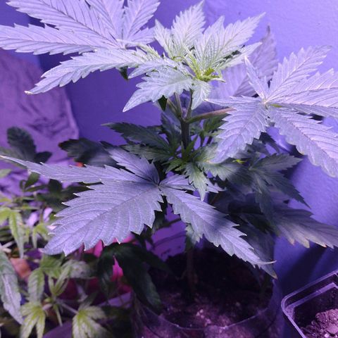 Runtz growlog timeline photo