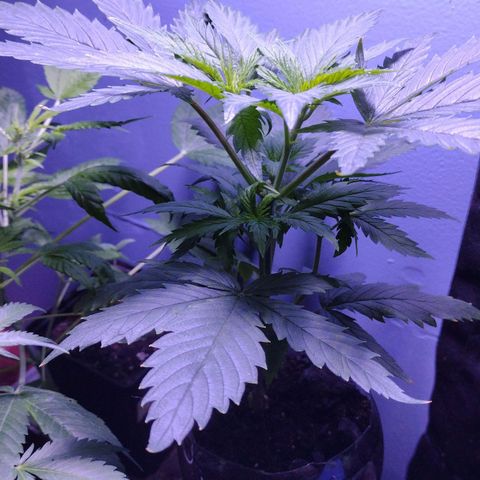 Runtz growlog timeline photo