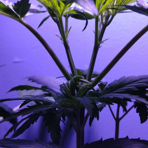 Runtz growlog timeline photo