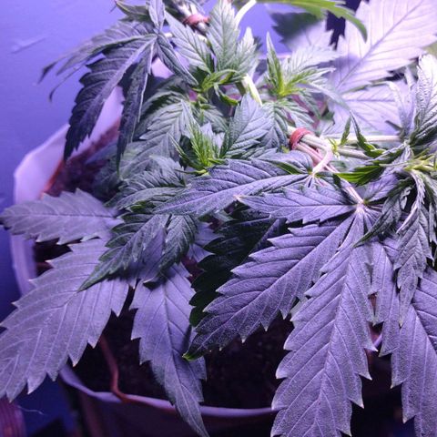 Runtz growlog timeline photo