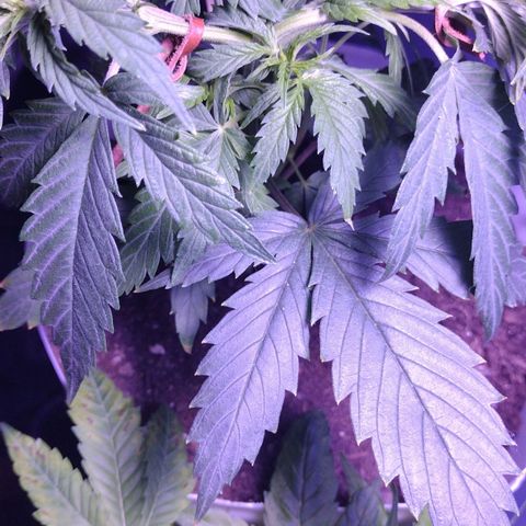 Runtz growlog timeline photo