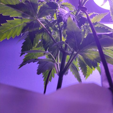Runtz growlog timeline photo
