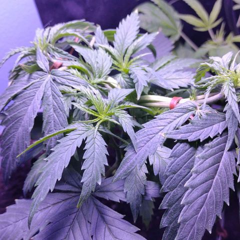 Runtz growlog timeline photo