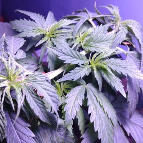 Runtz growlog timeline photo