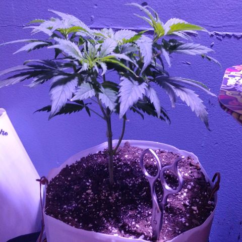 Runtz growlog timeline photo