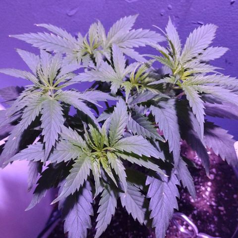 Runtz growlog timeline photo
