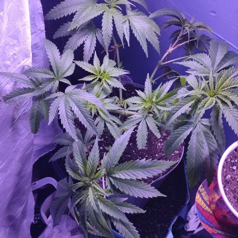Runtz growlog timeline photo
