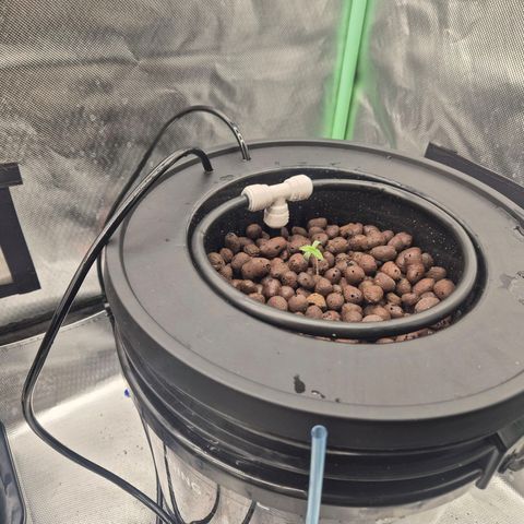 Fran growlog timeline photo