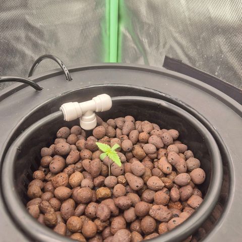 Fran growlog timeline photo