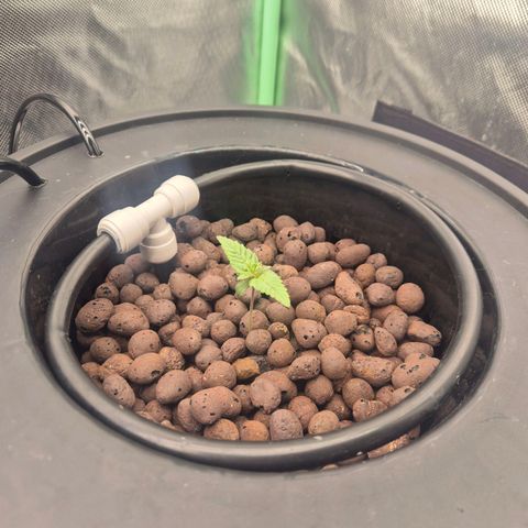 Fran growlog timeline photo