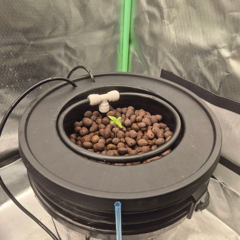 Fran growlog timeline photo