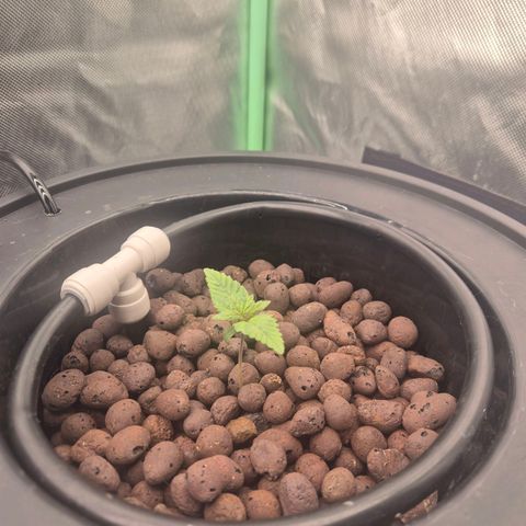 Fran growlog timeline photo