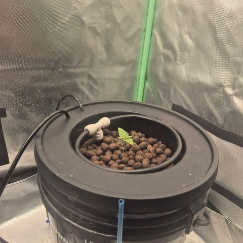 Fran growlog timeline photo