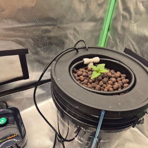 Fran growlog timeline photo