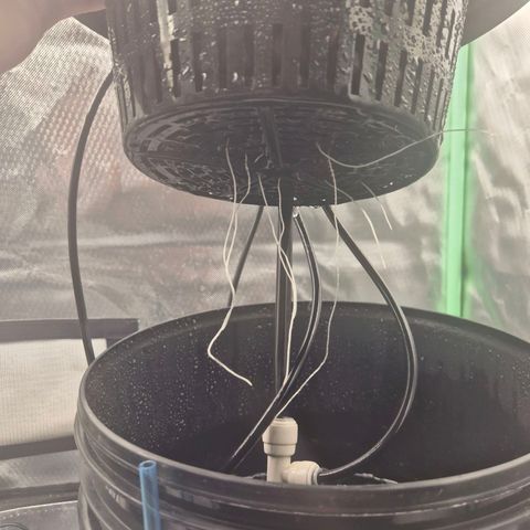 Fran growlog timeline photo