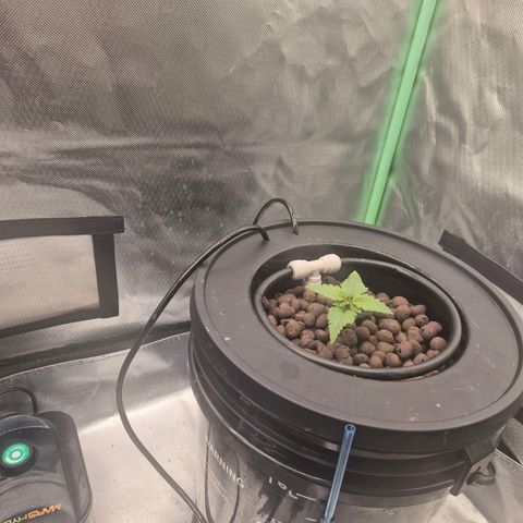 Fran growlog timeline photo