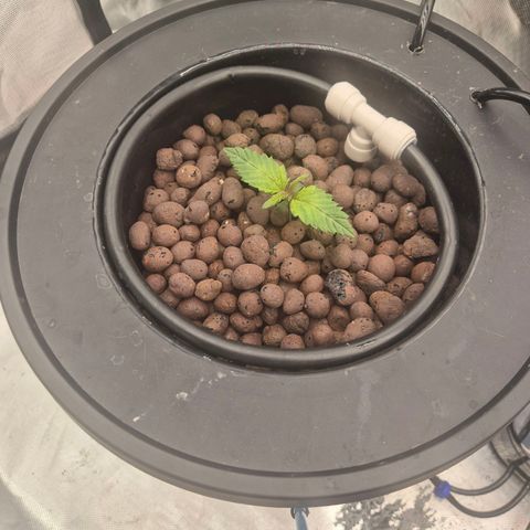Jen growlog photo: Rooted