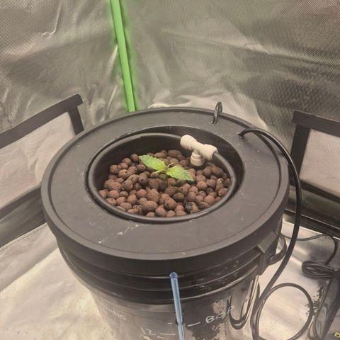 Jen growlog photo: Rooted