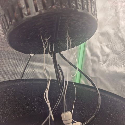 Fran growlog timeline photo