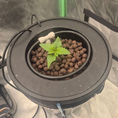 Fran growlog timeline photo