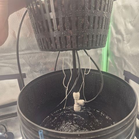 Fran growlog timeline photo