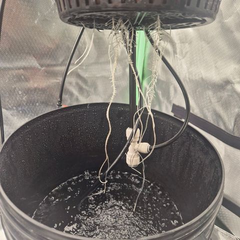 Fran growlog timeline photo
