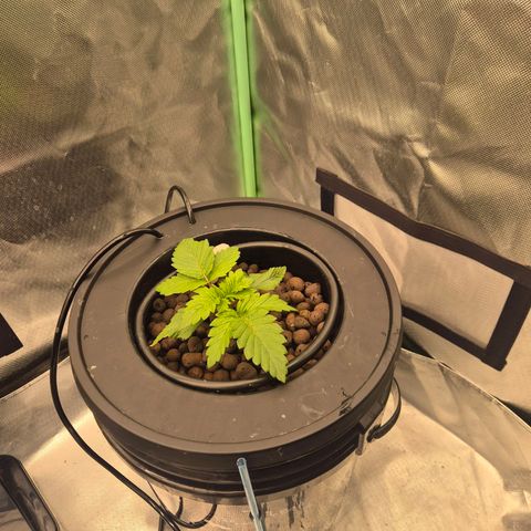 Fran growlog timeline photo
