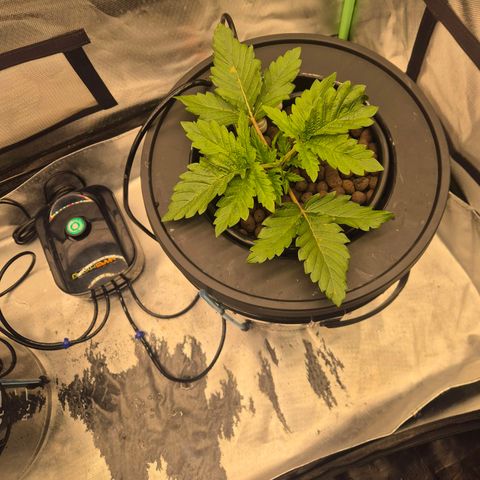 Fran growlog timeline photo