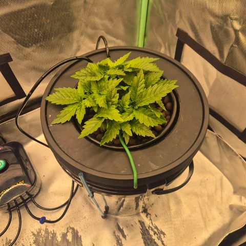 Fran growlog timeline photo