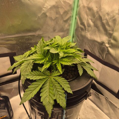 Fran growlog timeline photo