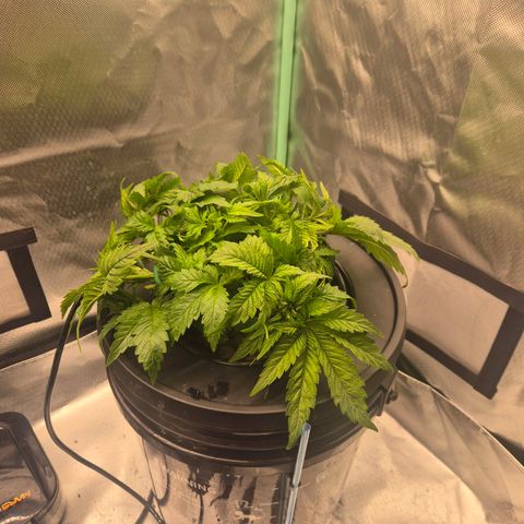 Fran growlog timeline photo