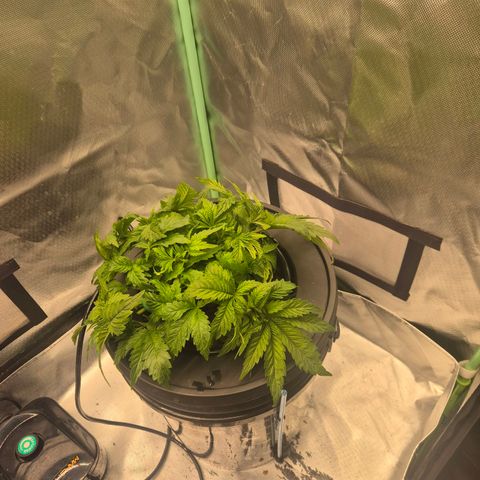 Fran growlog timeline photo
